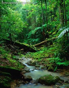 a small stream running through a lush green forest filled with lots of trees and plants