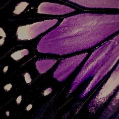 a close up view of a purple butterfly wing