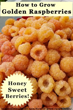 a pile of yellow raspberries with the title how to grow golden raspberries