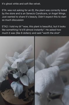 two pictures of white flowers in a black and white vase with text describing it's ghost while soft like velvet