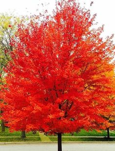 an orange tree with red leaves in the middle of a park, surrounded by green grass and trees