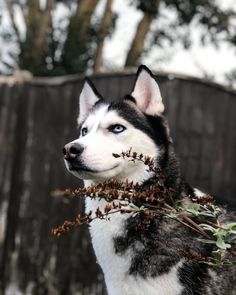 a black and white dog with blue eyes is standing in front of a wooden fence