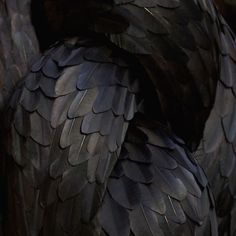 the back side of a black bird's feathers