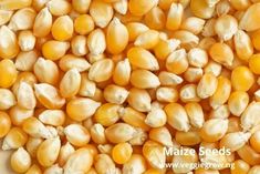 corn is shown in this close up shot