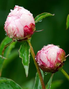 two pink flowers with water droplets on them