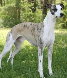 a dog standing in the grass with trees in the background