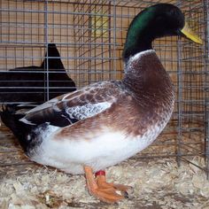 a duck standing in front of a cage