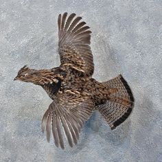 a bird that is flying in the air with its wings spread out and it's head down