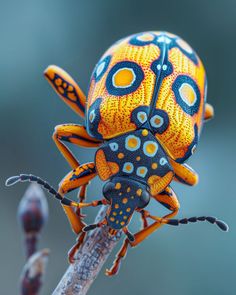 an orange and blue bug sitting on top of a branch