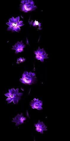 purple flowers are lit up in the dark