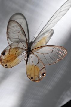 a close up of a butterfly flying in the air