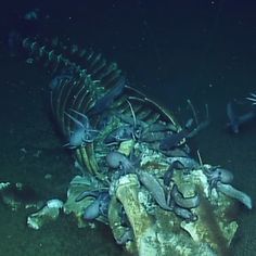 the skeleton of a fish is on the ocean floor