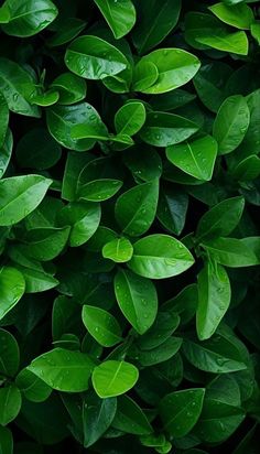 green leaves with water drops on them are shown in this close up photo, the foliage is