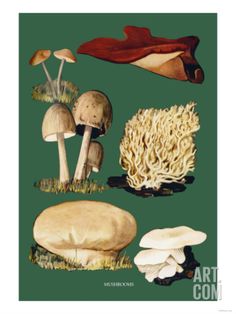 an illustration of mushrooms on a green background