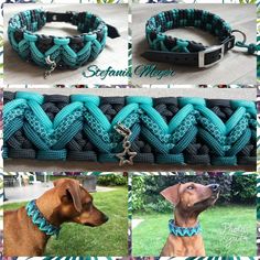 several pictures of different types of dog collars and leashes, including one for a dachshund