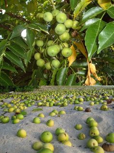 some green fruits are on the ground near leaves and trees in the background, with one fruit still attached to the tree