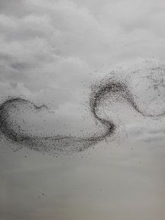 a flock of birds flying in the sky