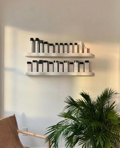 a plant and some shelves with bottles on them