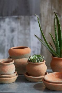 several clay pots with succulent plants in them