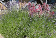 some purple flowers are growing in the dirt