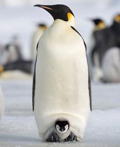 an adult penguin standing next to a baby penguin