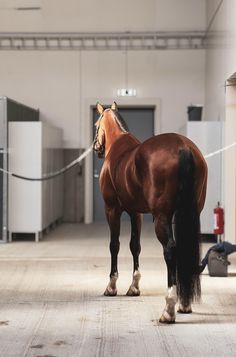 a brown horse standing inside of a building next to a white wall and doorways