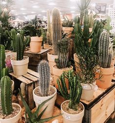 a bunch of cactuses are in pots on the ground, and one is sitting next to each other