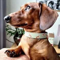 a brown dog sitting on top of a couch