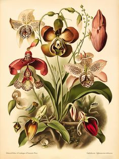 an antique print of flowers and insects