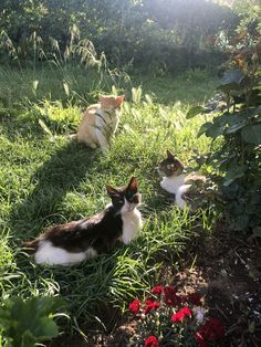 two cats laying in the grass next to each other