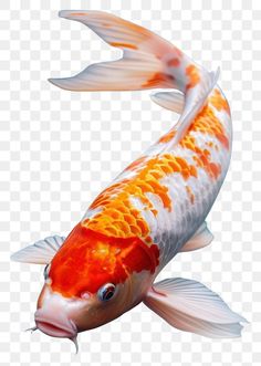 an orange and white koi fish swimming in the water