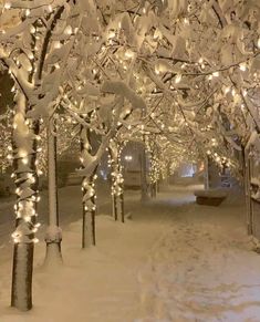 the trees are covered in snow with lights all over them and there is no image here to provide a caption for