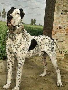 a black and white dog standing on top of a dirt field next to a brick building