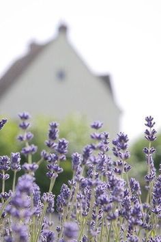 lavender flowers blooming in front of a house