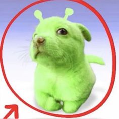 a green stuffed animal sitting in front of a red circle with an arrow pointing to it