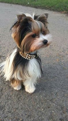 a small brown and white dog sitting on top of a road next to grass covered ground