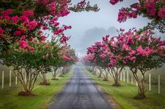 the road is lined with pink flowers and trees