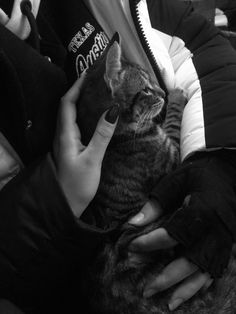 a person holding a cat in their lap