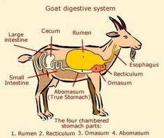 an animal with labels on its body and parts labeled in the diagram below it's description