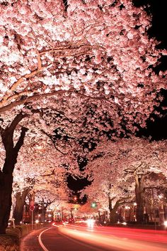 the street is lined with trees that are blooming in full bloom at night time