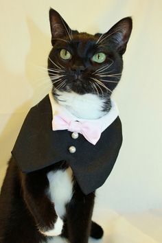 a black and white cat wearing a tuxedo with a pink bow tie on