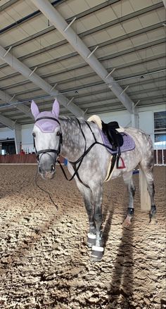 a gray horse standing in the middle of an indoor arena with saddles on it's back legs