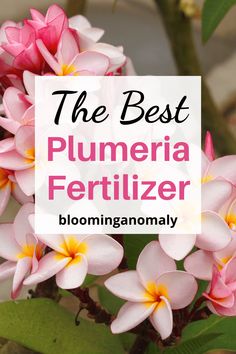 the best plumeria fertilizer for blooming