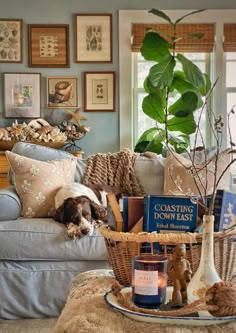 a living room filled with furniture and a dog laying on top of a couch next to a coffee table