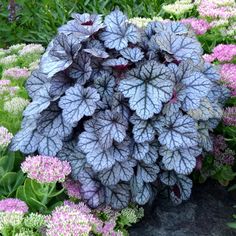 purple and white flowers are growing in the garden