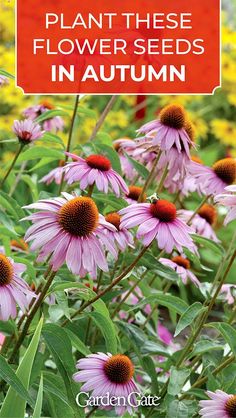 purple flowers with the words plant these flowers in autumn