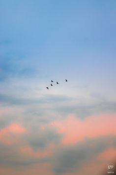 a flock of birds flying in the sky at sunset or dawn with pink and blue clouds