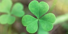 a four leaf clover is shown in the foreground