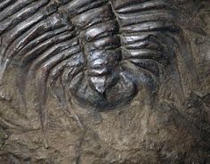 a close up of a fossil in the ground with an animal's face on it