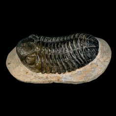 Location: Lghaft, Morocco Weight: 3.1 Ounces Dimensions: 2.8 Inches Long, 1.6 Inches Wide, 1 Inch Thick (Matrix) Trilobite Dimensions: 2.1 Inches Long, 1.2 Inches Wide 0.5 Inches Thick Comes with a Certificate of Authenticity. This is a genuine fossil. The item pictured is the one you will receive. ------------------------------- Moroccops Trilobite Trilobites are a fossil group of extinct marine arthropods that form the class Trilobita. Trilobites form one of the earliest known groups of arthropods. The first appearance of trilobites in the fossil record defines the base of the Atdabanian stage of the Early Cambrian period (521 million years ago). They were hard-shelled, segmented creatures that lived in Earth's ancient seas. They are considered to be one of our planet's earliest complex Trilobite Fossil, Raw Minerals, Dinosaur Fossils, Arthropods, Mineral Collection, Life Form, Stuffed Shells, Raw Gemstones, Fossil